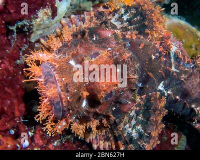 Un pesce spada assagionato (Scorpaenopsis oxycephala) Foto Stock