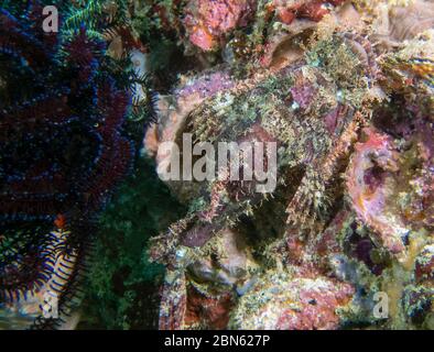 Un pesce spada assagionato (Scorpaenopsis oxycephala) Foto Stock