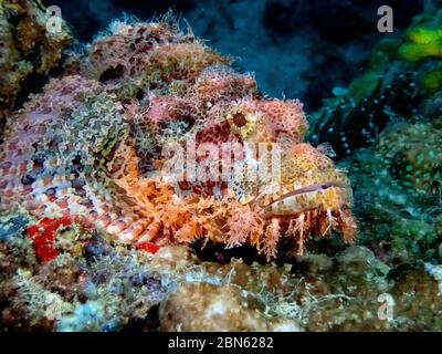 Un pesce spada assagionato (Scorpaenopsis oxycephala) Foto Stock