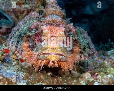 Un pesce spada assagionato (Scorpaenopsis oxycephala) Foto Stock