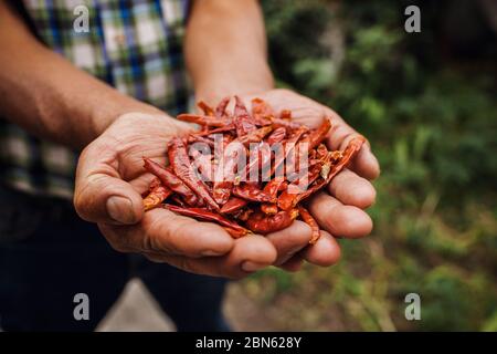 Cile Guajillo, peperoncino secco messicano, assortimento di peperoncino in mano contadina in Messico Foto Stock