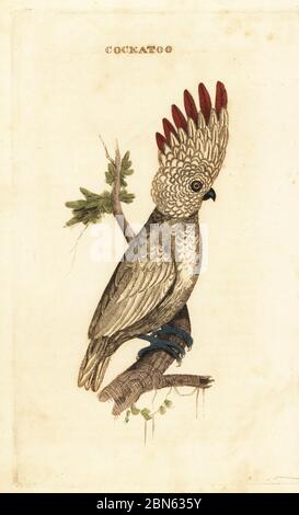 Salmone-crestato o caratù Moluccan, Cacatua moluccensis. Cockatoo. Incisione a blocchi di legno a mano dopo William Hayes dalla Storia Naturale degli Uccelli, pubblicato da Blichoods and Childs, Bungay, Suffolk, 1815. Charles fondò brillantemente a Bungay una fonderia di stampa e stereotipo nel 1795 e entrò in partnership con la tipografia radicale non conformista John Firby Childs nel 1808. Foto Stock