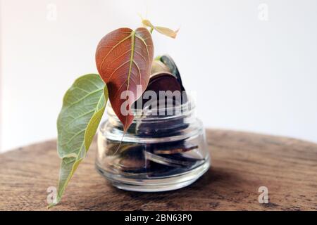 Monete in una bottiglia e l'albero verde, rappresenta la crescita finanziaria. Più risparmi, più otterrete. Concetto di risparmio di denaro. Foto Stock