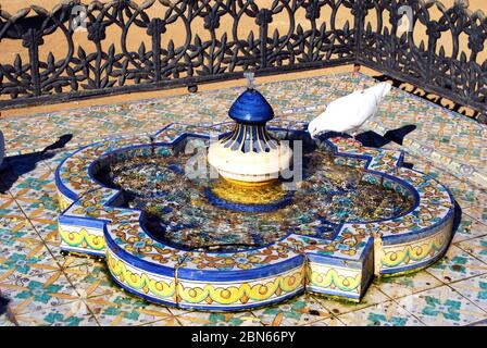 Colomba bianca bevuta da una fontana nel Parco Maria Luisa Siviglia, Andalusia, Spagna, Europa. Foto Stock