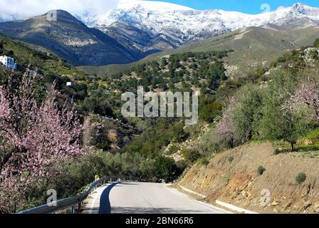 Vista lungo la strada verso montagne innevate con mandorle in fiore in primo piano, Salares, Costa del Sol, Provincia di Malaga, Andalusia, Spagna Foto Stock