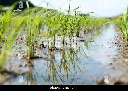 Piantine di riso di nuovo piantate in un campo di riso bagnato. Foto Stock