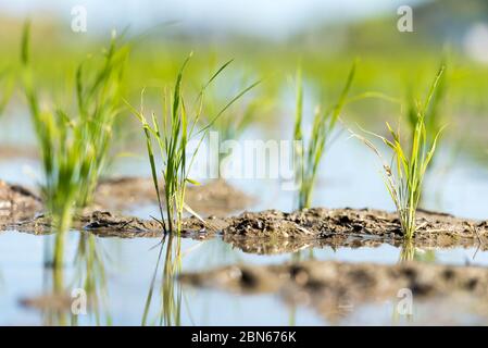 Piantine di riso di nuovo piantate in un campo di riso bagnato. Foto Stock