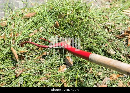 Forchetta da giardino in metallo rosso utilizzata per raccogliere l'erba. Foto Stock