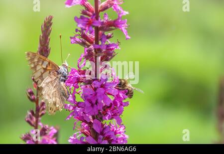 Farfalla e ape sono seduti di fronte l'uno all'altro su un fiore viola brillante il processo di impollinazione. Insetti ape e farfalla insieme impollinati Foto Stock