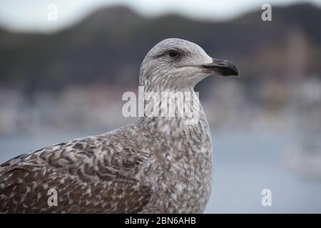 Una fotografia di un uccello preso a Conwy, Galles del Nord Foto Stock