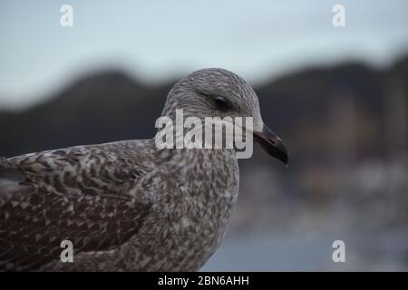 Una fotografia di un uccello preso a Conwy, Galles del Nord Foto Stock