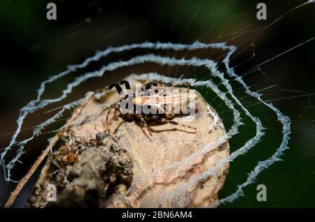 Orb-weaver Spider, Famiglia Araneidae, in foglia, Klungkung, Bali, Indonesia Foto Stock