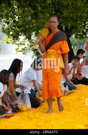 Thailandia: Alcuni dei 500 monaci dhutanga che si trasformano intorno al fossato centrale di Chiang mai su un letto di petali di fiori. 9 aprile 2014. Dhutanga (conosciuto in Tha Foto Stock