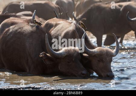 Enorme mandria di bufali africani che beve in una buca d'acqua vicino a Kavinga Lodge, Zimbabwe Foto Stock