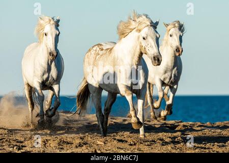 Camargue cavalli nel sud della Francia Foto Stock