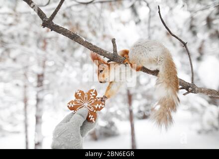 La ragazza che dà il pane di zenzero a Funny squirrel nella foresta di neve sul tempo di Natale Foto Stock