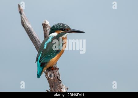 Kingfisher comune sul ramo Foto Stock