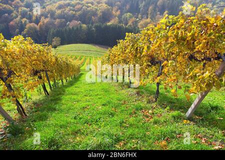 Campi di vigna in autunno in una giornata di sole Foto Stock