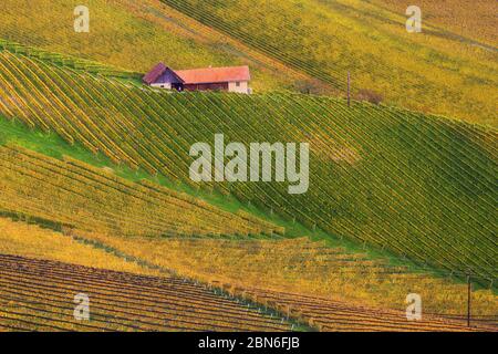 Vigneti sul pendio della collina al confine sloveno e austriaco Foto Stock