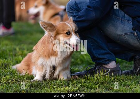 Il Welsh sugi Pembroke soffice siede ai piedi dei proprietari in un prato verde in una giornata di primavera soleggiata Foto Stock