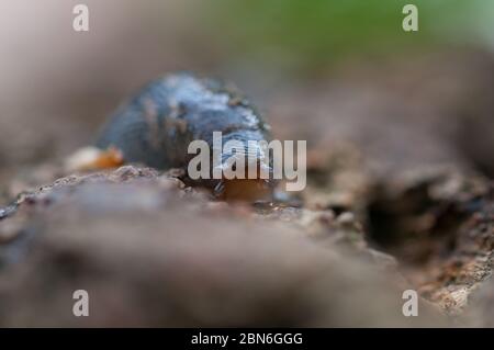 Primo piano di slug su legno Foto Stock