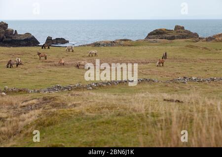 Pony di rum vicino a Kilmory Bay sull'isola di Rum, Scozia. Foto Stock