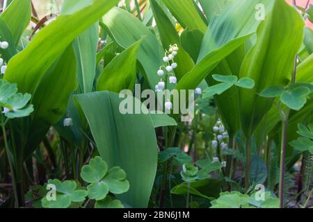 Convallaria majalis (giglio europeo della valle) Foto Stock