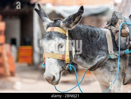 Triste, povero asino grigio in una strada del Marocco, asino in fattoria Foto Stock