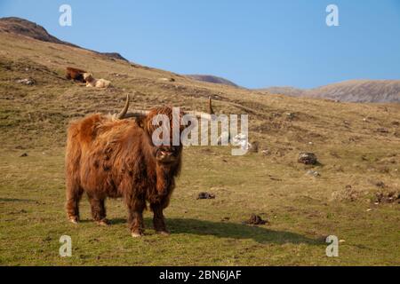 Una mucca montone che guarda in piedi su un pascolo verde vicino a Harris sull'Isola di Rum, Scozia Foto Stock