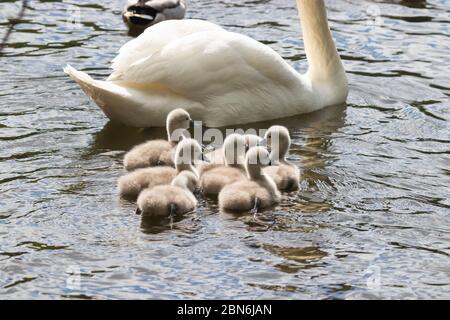 Sette carini Cygnets nuotare vicino al loro genitore. Foto Stock