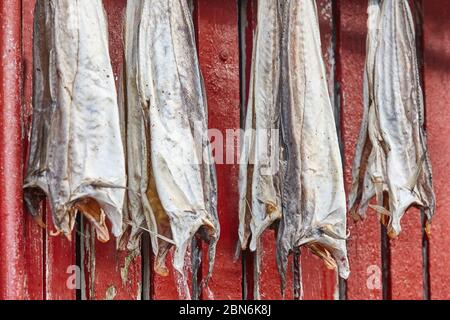Pesce di sacco secco in attesa di essere cucinato. Pesce tradizionale Faroe Islands Foto Stock