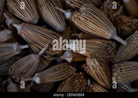 Ammi visnaga comunemente conosciuto come dentifricio-pianta è nativo in egitto ma può essere trovato in tutto il mondo. Le proprietà medicinali sono attribuite Foto Stock