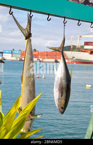 Tonno giallo appena pescato, Isole Cook Foto Stock