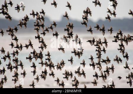 UCCELLO. Starlings, gregge in volo, Sussex, Regno Unito Foto Stock