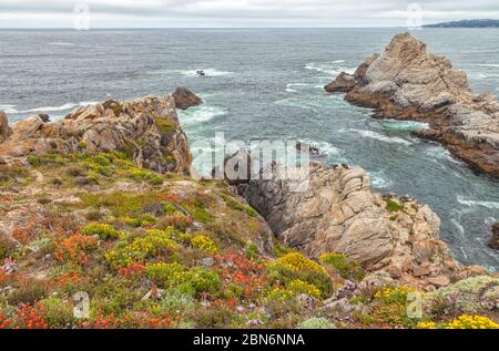 Fiori selvatici colorati fioriscono all'inizio dell'estate lungo la costa della Point Lobos state Natural Reserve, California, USA. Foto Stock