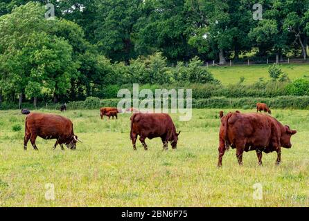Devon Ruby Red Cow Foto Stock
