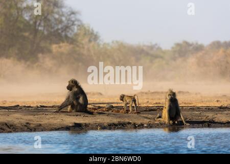 Babbuini che bevono al bacino d'acqua di Kavinga, Zimbabwe Foto Stock