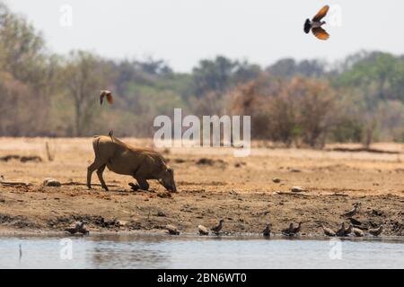 Warthogs comune a Kavinga buco d'acqua, Zimbabwe Foto Stock