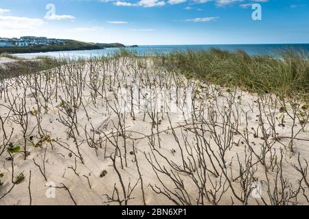 Vegetazione che cresce sul sistema di dune di sabbia che domina Fistral Beach a Newquay in Cornovaglia. Foto Stock