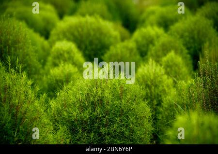 Una piccola foresta di cipressi estivi. Ci piacerebbe tornare in questo parco dopo che tutti si trasformano in rosso cremisi in autunno. Foto Stock