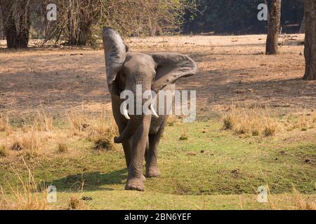 Elefant in direzione di un veicolo da safari, Lower Zambesi National Park Foto Stock