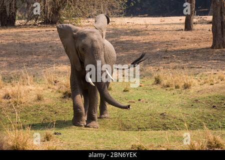 Elefant in direzione di un veicolo da safari, Lower Zambesi National Park Foto Stock