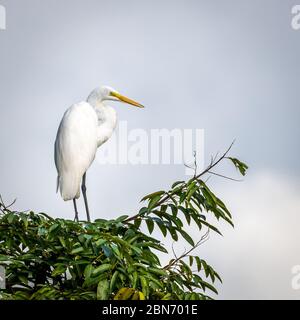 Grande Eret (Casmerodius albus) in albero, Costa Rica Foto Stock