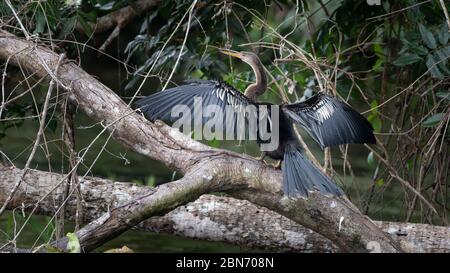 Anhinga, Snakebird o Darter (Anhinga anhinga) che asciuga le sue piume, Costa Rica Foto Stock