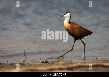 Jacana africana che cammina in acqua, Parco Nazionale inferiore Zambesi, Zambia Foto Stock