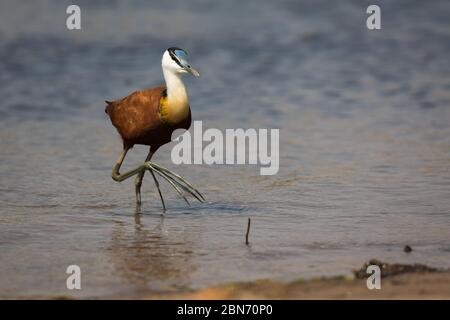 Jacana africana che cammina in acqua, Parco Nazionale inferiore Zambesi, Zambia Foto Stock