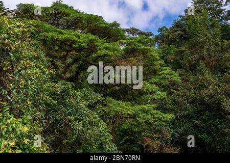 Foresta pluviale in America Centrale Foto Stock