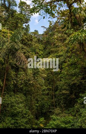 Foresta pluviale in America Centrale Foto Stock