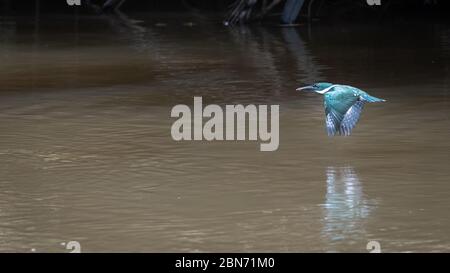 Amazon Kingfishers, maschio e femmina (Chloroceryle amazona) Foto Stock