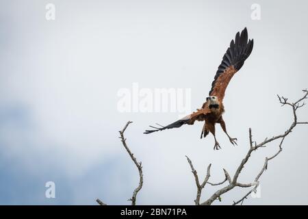 Black-collarred Hawk (Busarellus nigricollis) in volo, Costa Rica Foto Stock